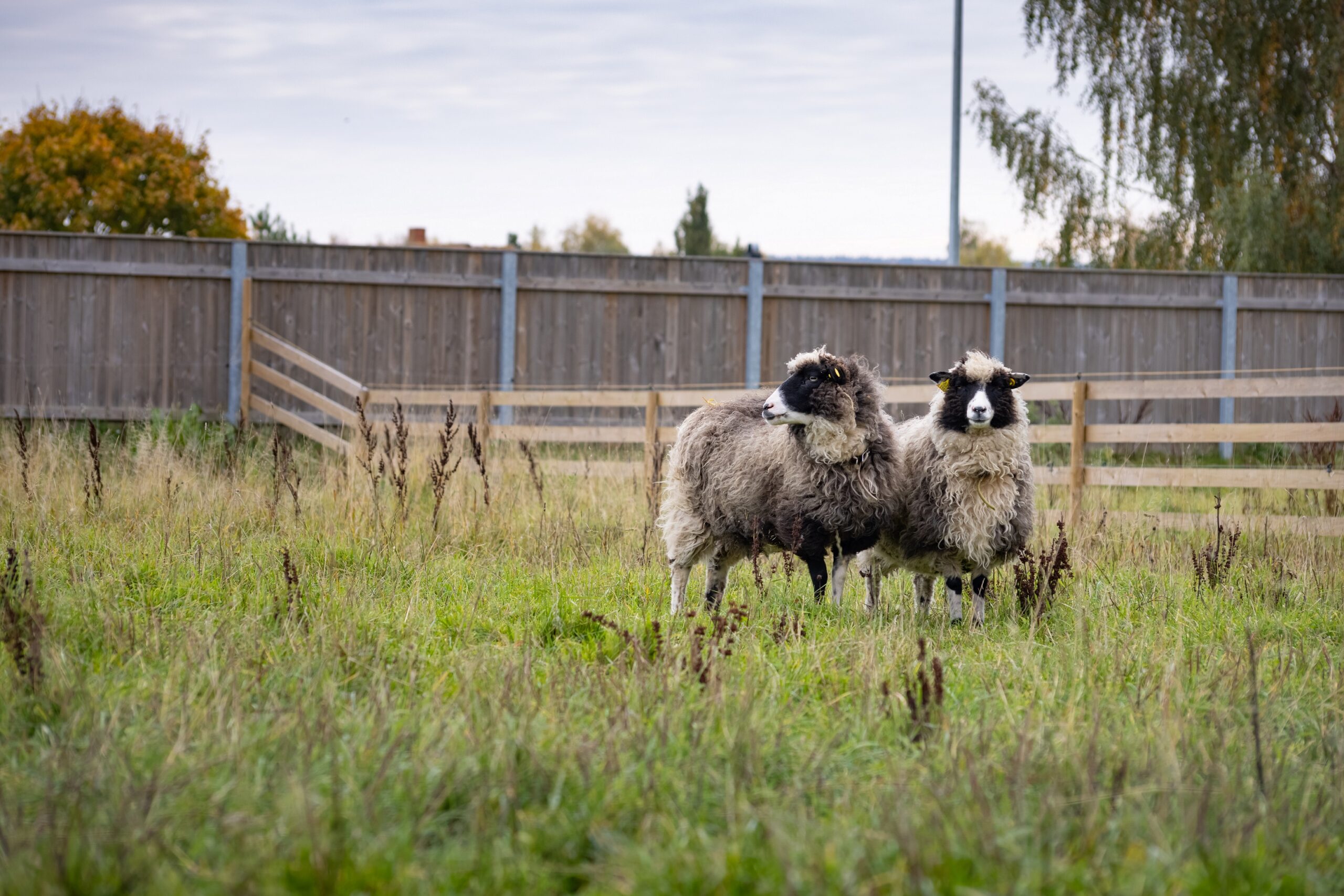Täna tutvustame üht erilist ja armsat osa meie kultuuripärandist – kihnu maalammast. Need väiksed ja vastupidavad lambad on elanud Eestis juba üle 3000 aasta! K