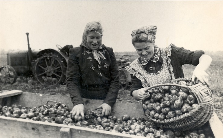 Meil on hea meel teatada, et Eesti Põllumajandusmuuseumi teadur Monika Levkin on avaldanud huvitava artikli „Estonians: A Potato Nation“ rahvusvahelises veebivä