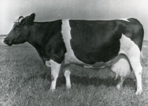 Tori Hobusekasvandus